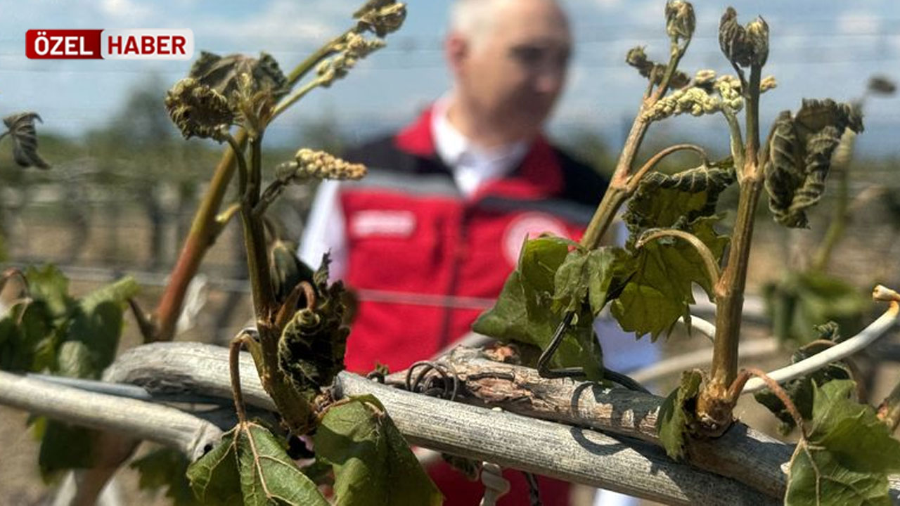 Kayısı, üzüm, şeftali bulamayabiliriz! Pazarda tehlike çanları çalıyor