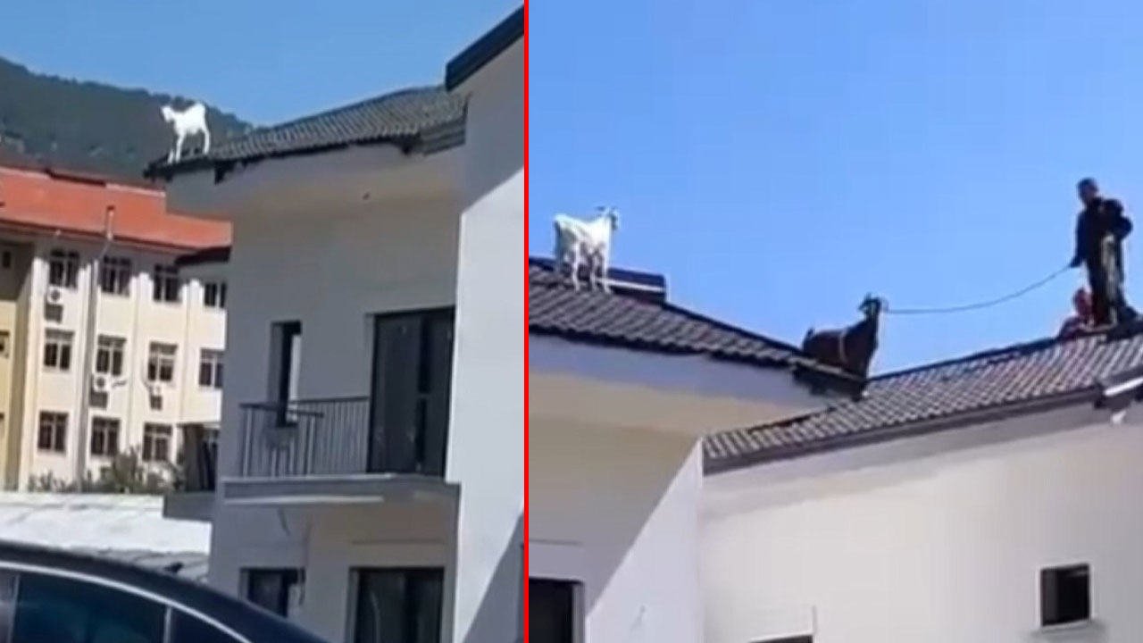 Çatıda mahsur kalan keçi annesi getirilerek ikna edildi! Günün en gülümseten haberi