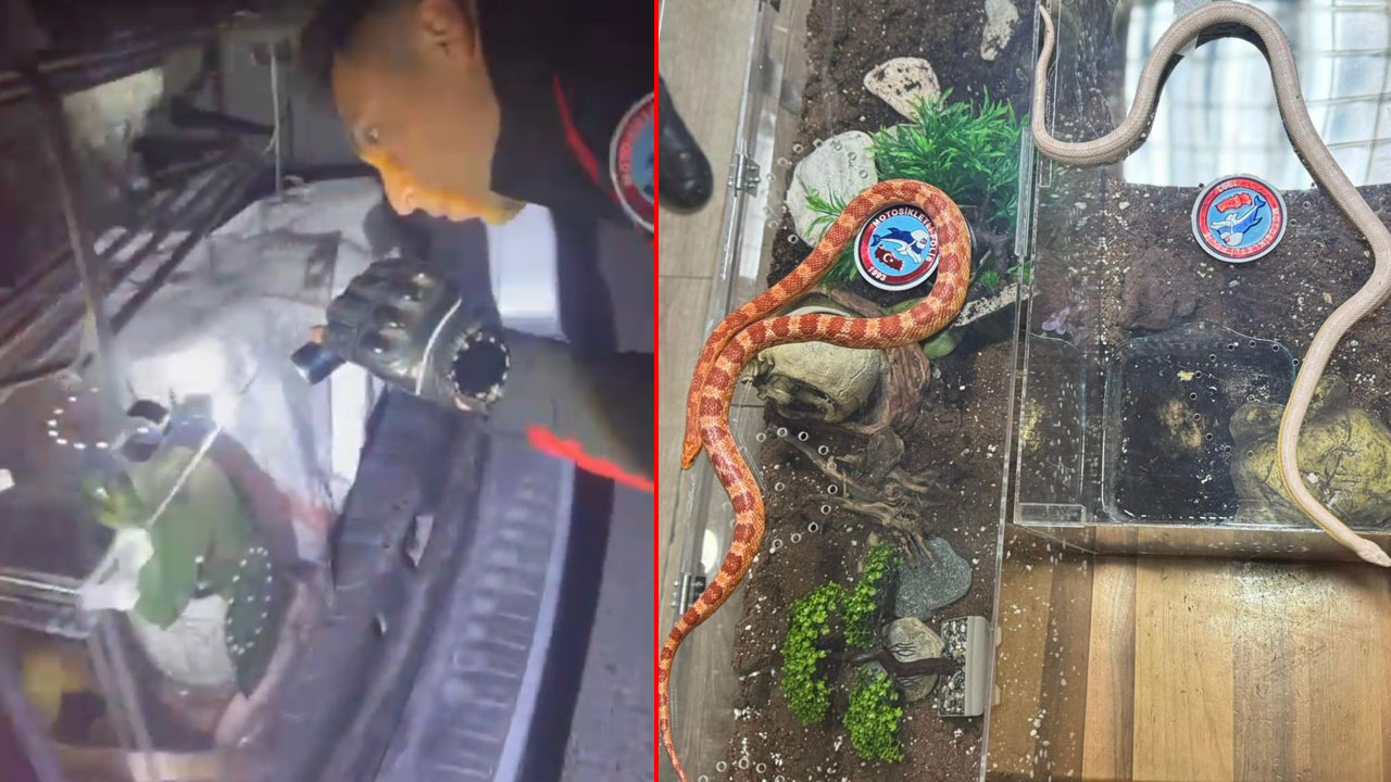 İstanbul'un göbeğinde şoke eden operasyon: Otomobilin bagajından piton ve zehirli mısır yılanları çıktı