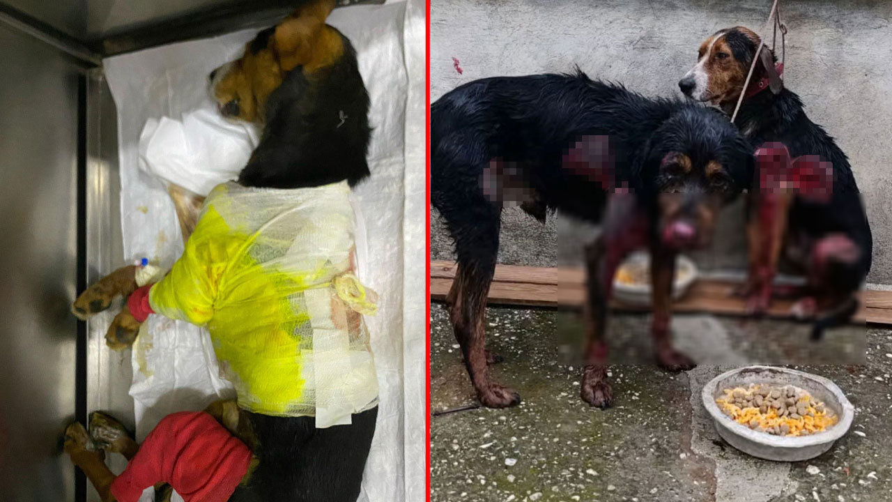 Köpekleri arabanın arkasına bağlayıp kilometrelerce sürüklediler: Bacağından mermi çıktı