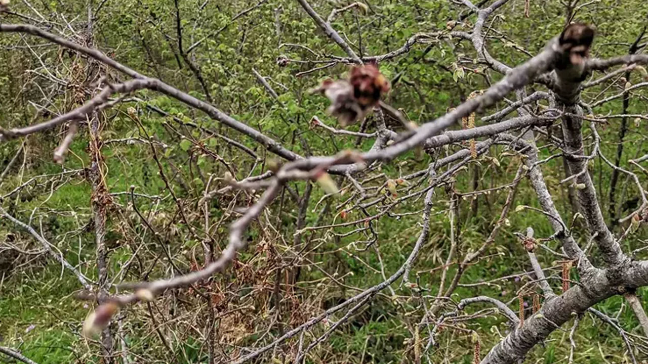 Zirai don fındık üretimini vurdu: Bakan Yumaklı çiftçileri uyardı!