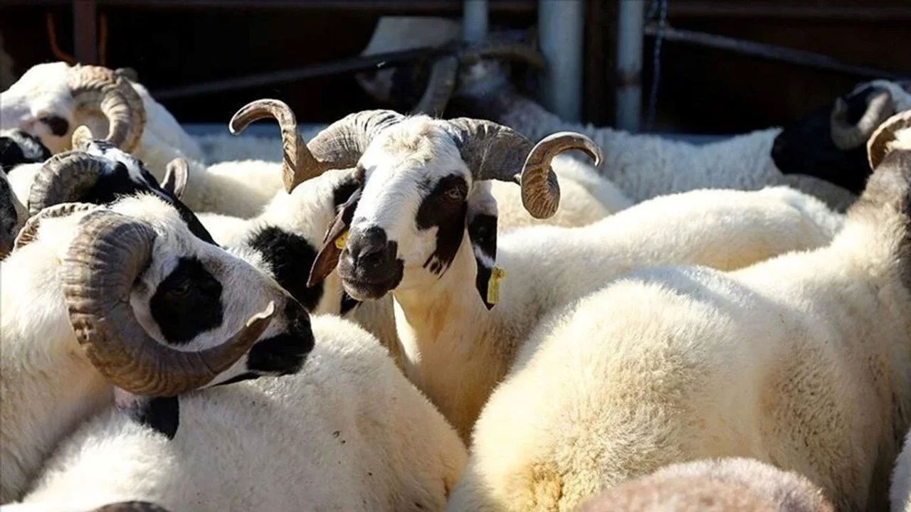 Son dakika! 2025 yılı kurban kesim bedeli belli oldu