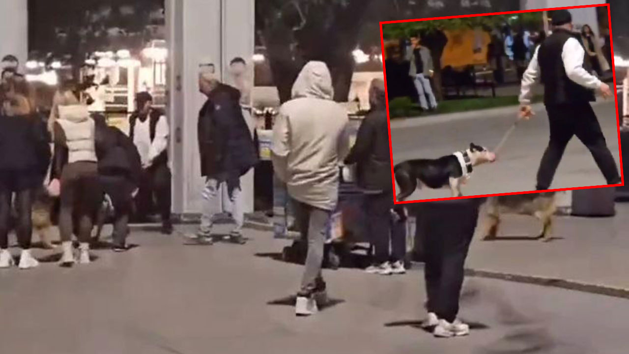 Bakırköy Meydanı'nda ağızlıksız pitbull dehşeti: Sahibine 76 bin lira ceza kesildi