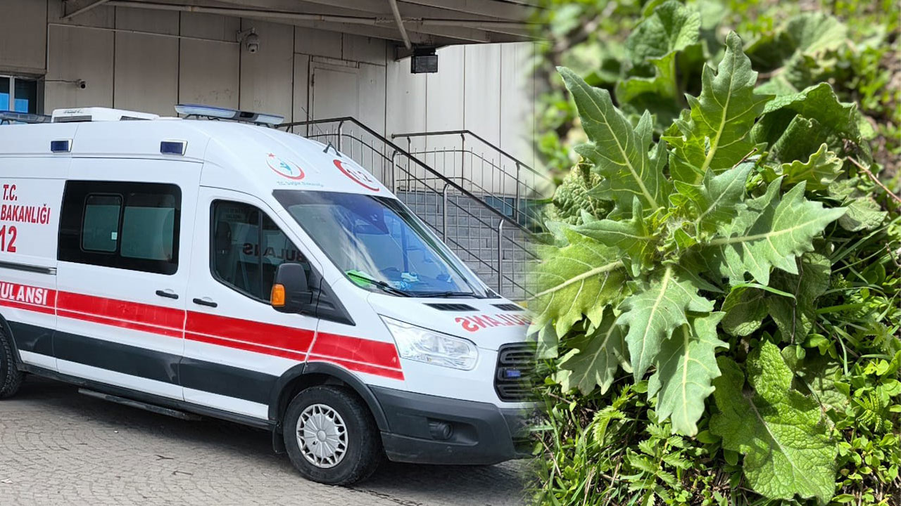Aman bu ottan uzak durun! Güzelavrat otu yiyen 8 çocuk hastaneye kaldırıldı