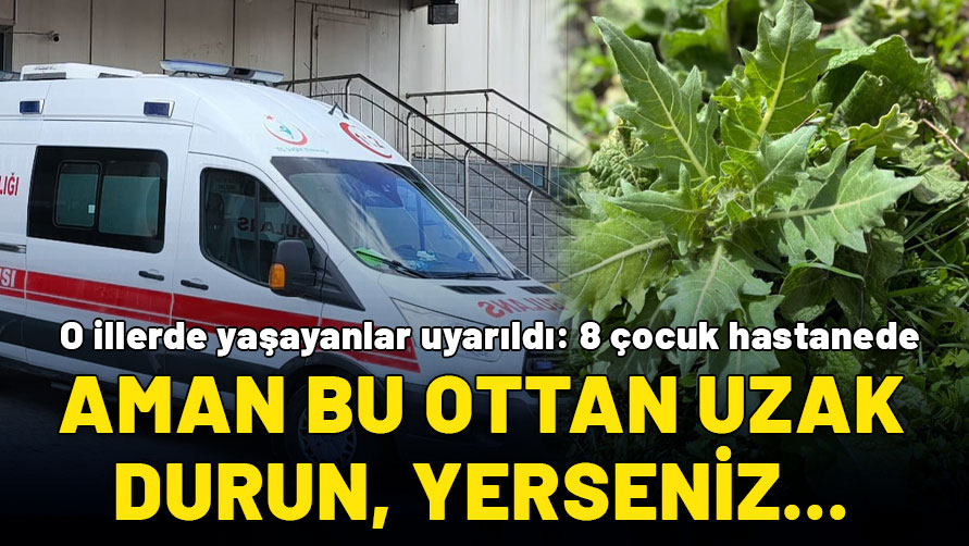 Aman bu ottan uzak durun! Güzelavrat otu yiyen 8 çocuk hastaneye kaldırıldı