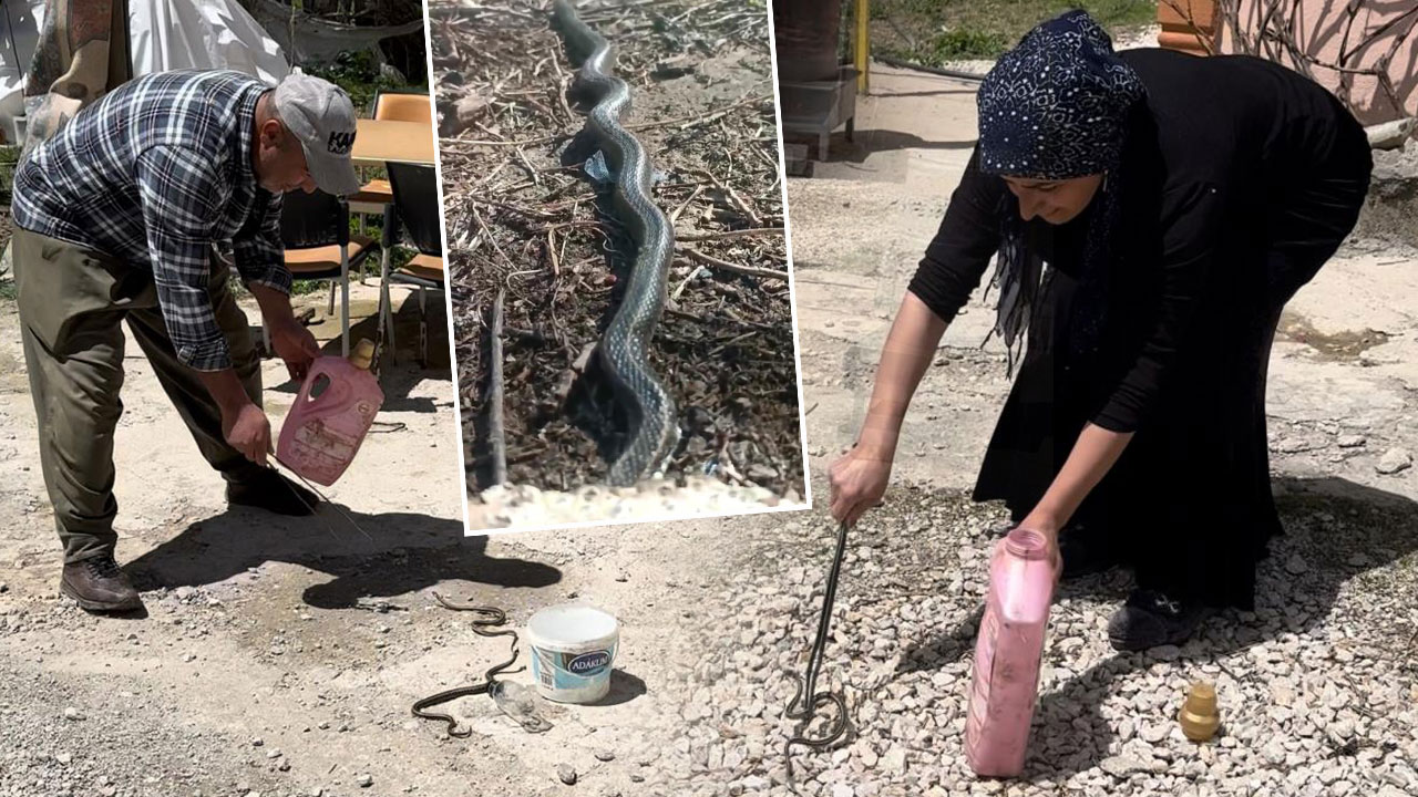 Duyanları dehşete düşüren olay! İki yıldır yılanlarla yaşıyorlar
