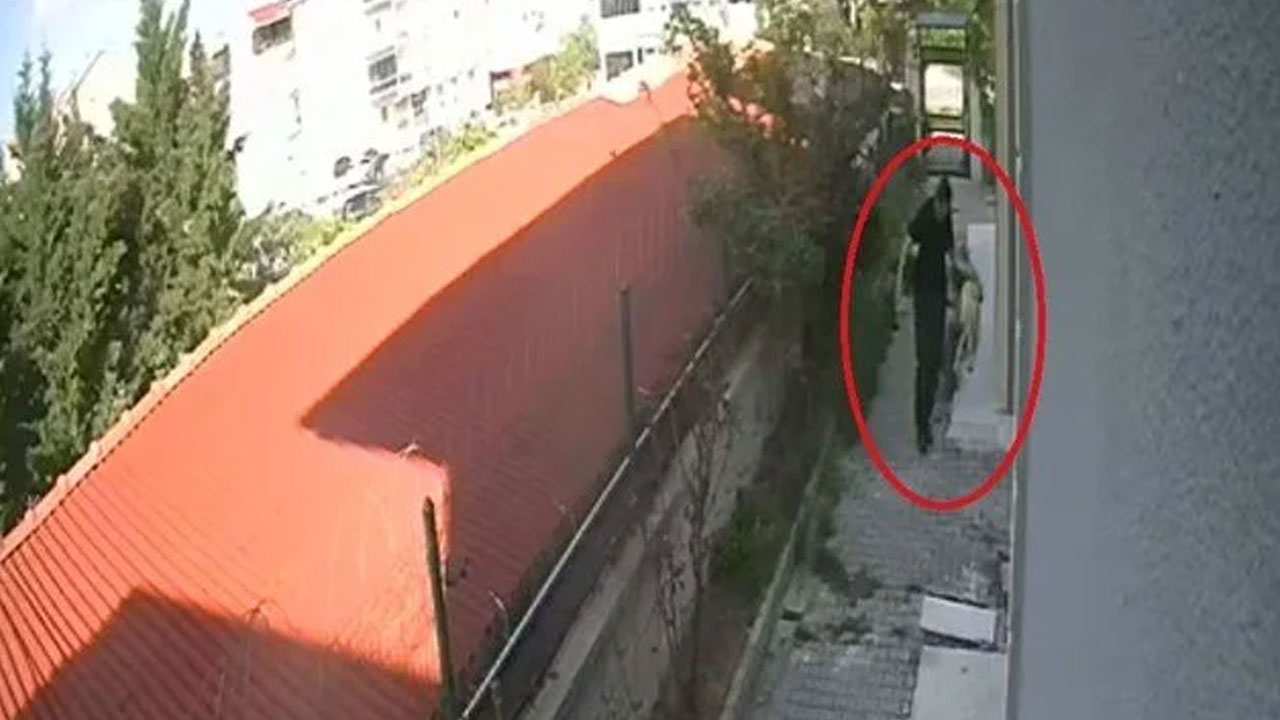 Bunu yapan bir doktor! Sahiplendiği köpekleri evde parçaladığı ortaya çıktı: Telefonundan çıkanlar şoke etti