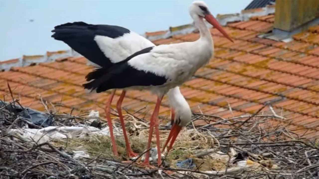 Yaren leyleğin 2 yavrusu yumurtadan çıktı