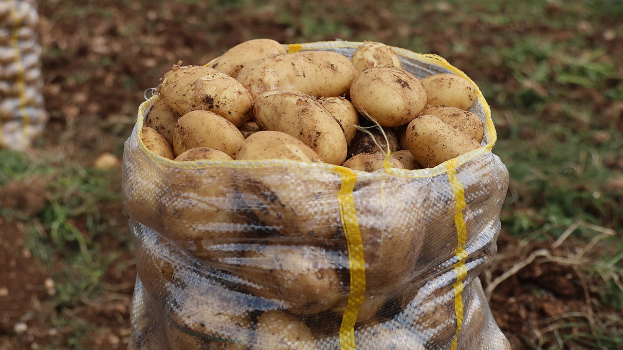 Son iki ayda Türkiye'ye getirilen 2.2 bin ton patates virüslü çıktı: Mersin limanından geri gönderildi