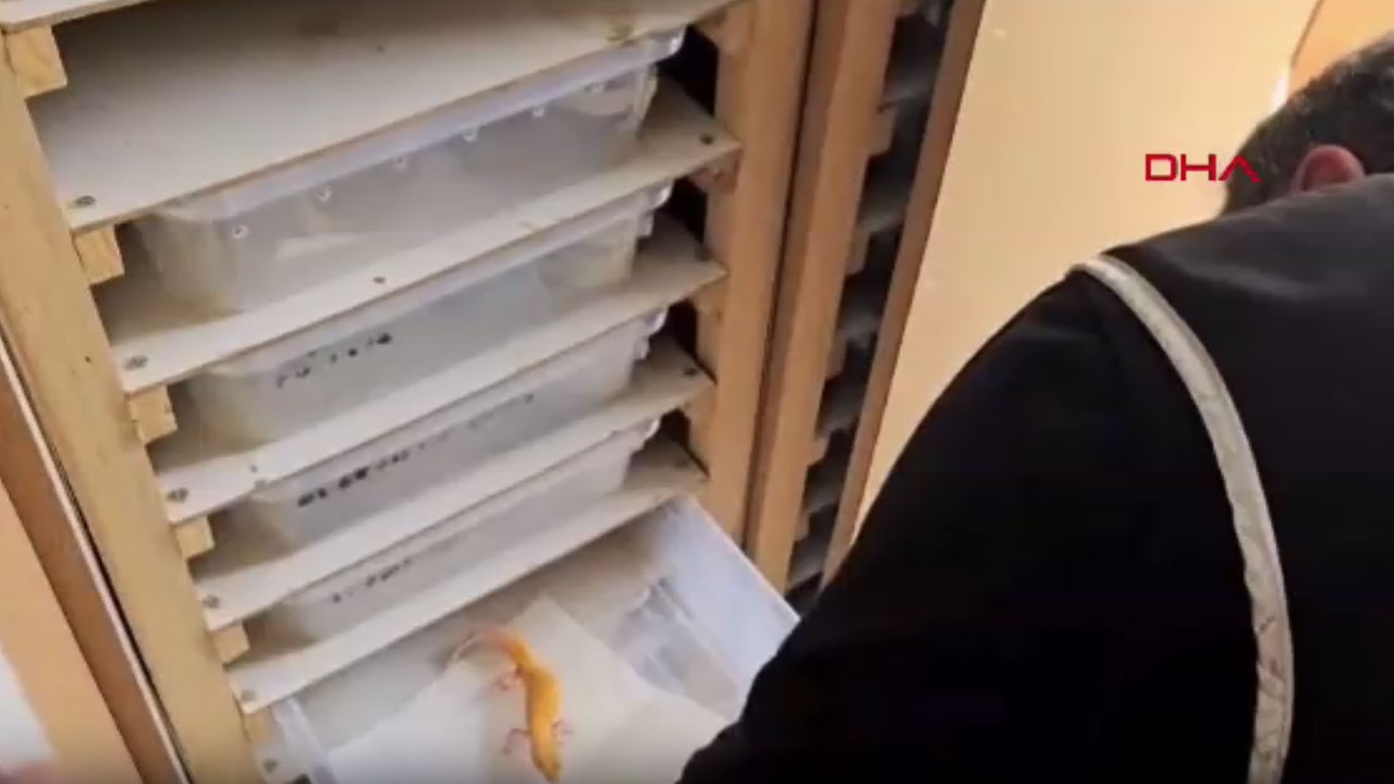 Evden çıkan hayvanlar ağızları açık bıraktı, 472 bin lira ceza kesildi