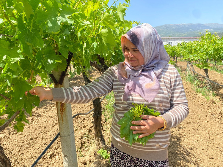 YAPRAĞI MEYVESİNDEN ÇOK DAHA FAZLA KAZANÇ SAĞLIYOR: Fiyatı resmen altınla yarışıyor!