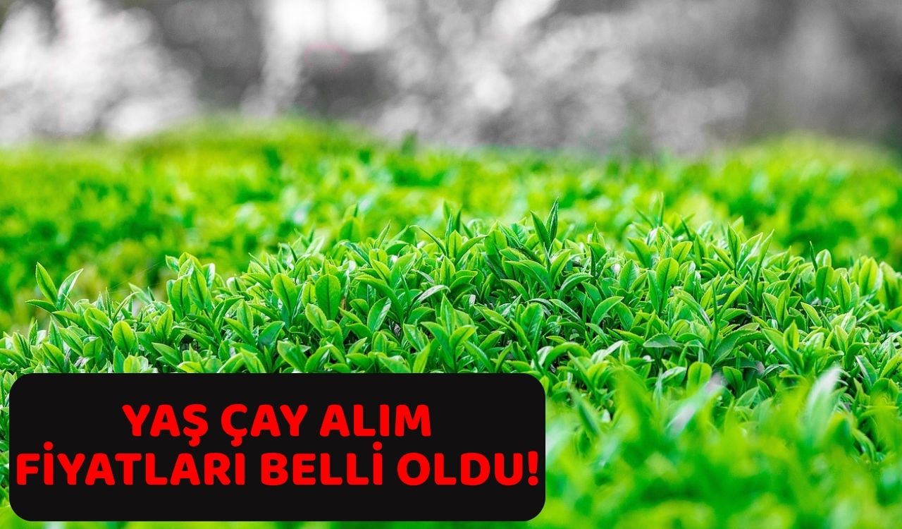 YAŞ ÇAY ALIM FİYATLARI BELLİ OLDU: 2025 Yaş çay alım fiyatı ne kadar oldu?