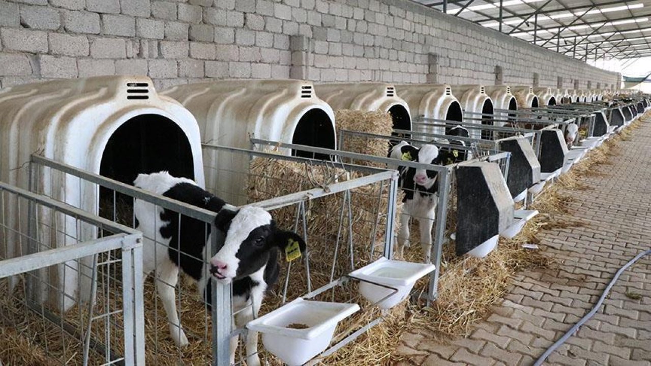 BUZAĞI DESTEĞİ 2025 SON DURUM | 2. Dönem buzağı desteği ne zaman ödenecek, hesaplara yattı mı?