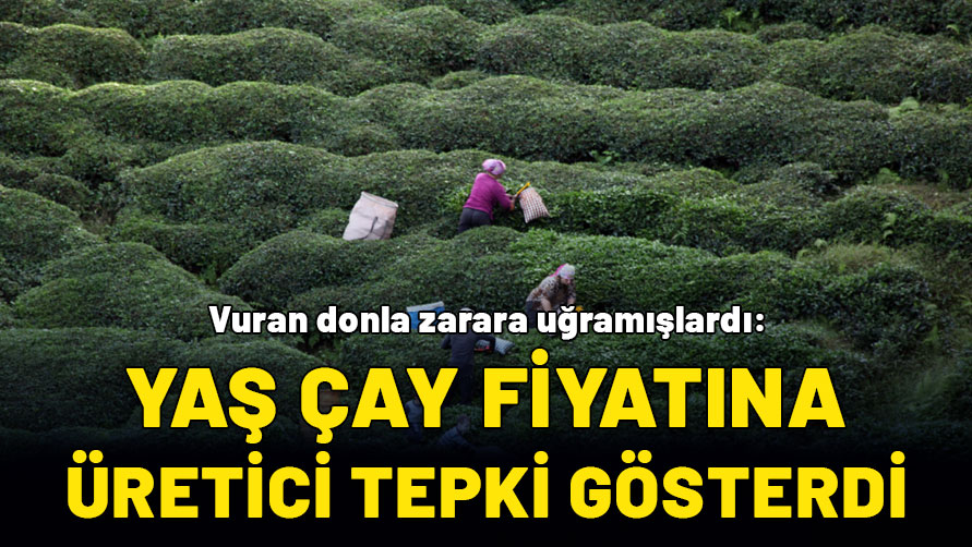 Vuran donla zarara uğramışlardı: Yaş çay fiyatına üretici tepki gösterdi
