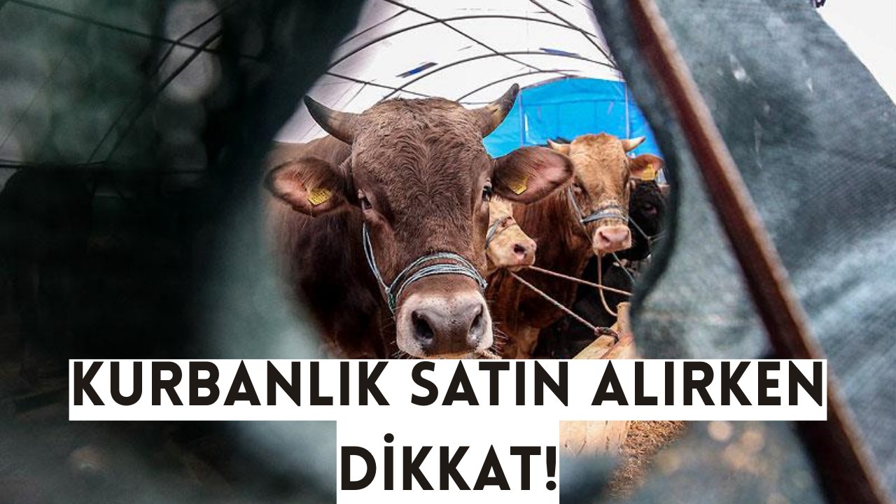 Kurbanlık satın alırken dikkat! Kurban ibadetiniz geçersiz olabilir