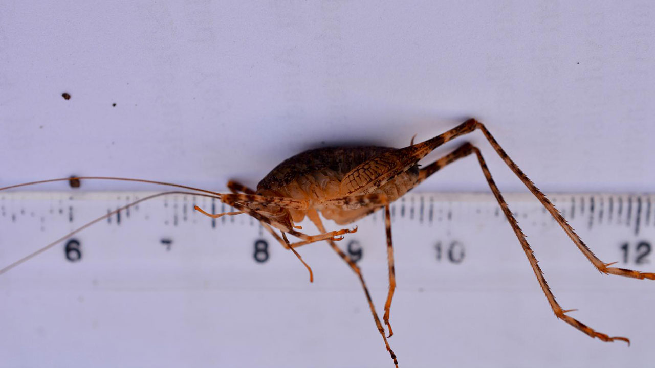 Dicle'deki mağarada yeni bir çekirge türü keşfedildi: Bilimsel kayıtlara Troglophilus diclensis diye geçti