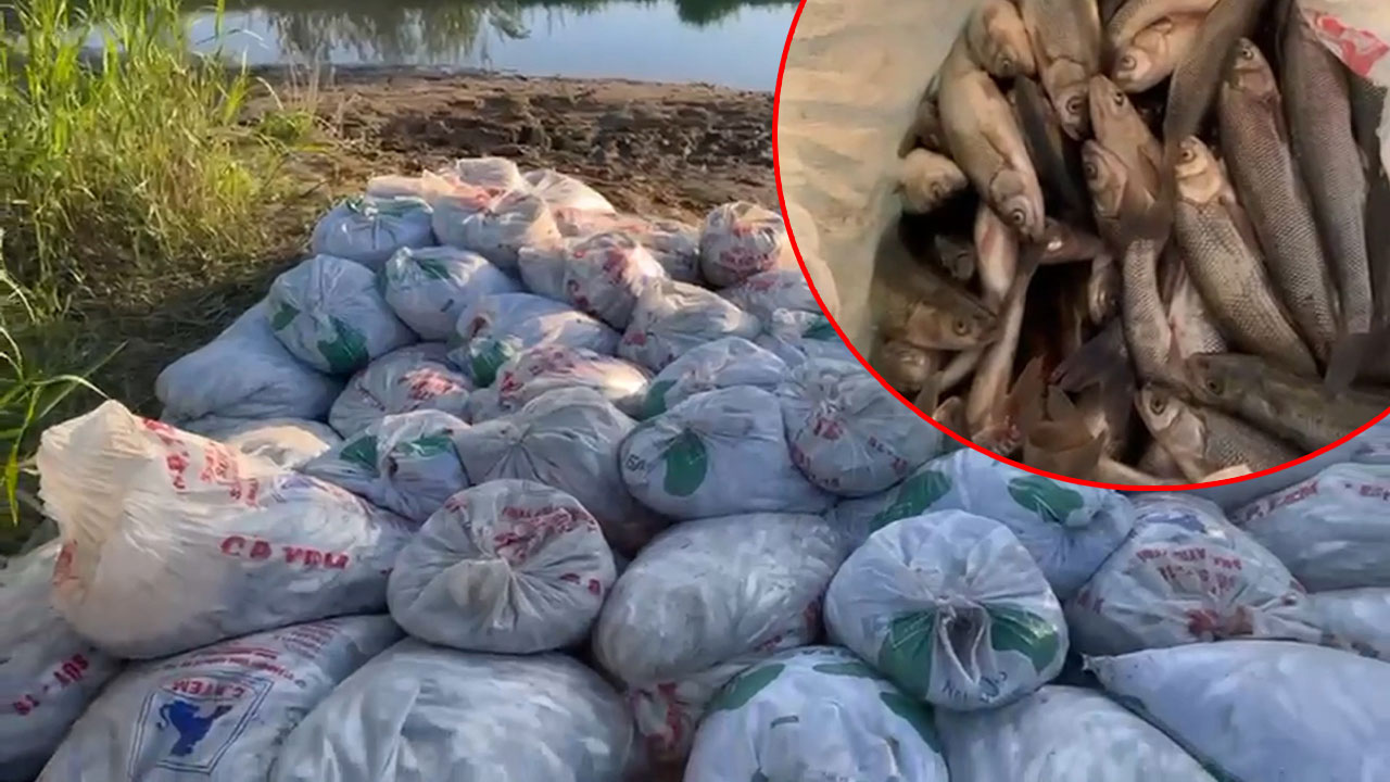 İnci kefali katliamı: Kaçak avlanmış 22.4 ton inci kefali ele geçirildi