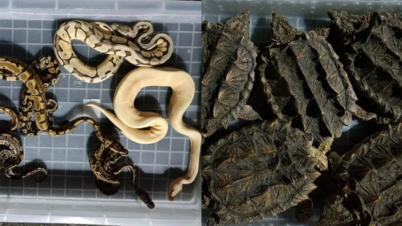 Havalimanında şoke eden olay: Valizden 48 zehirli yılan ve 5 nadir bulunan kaplumbağa çıktı