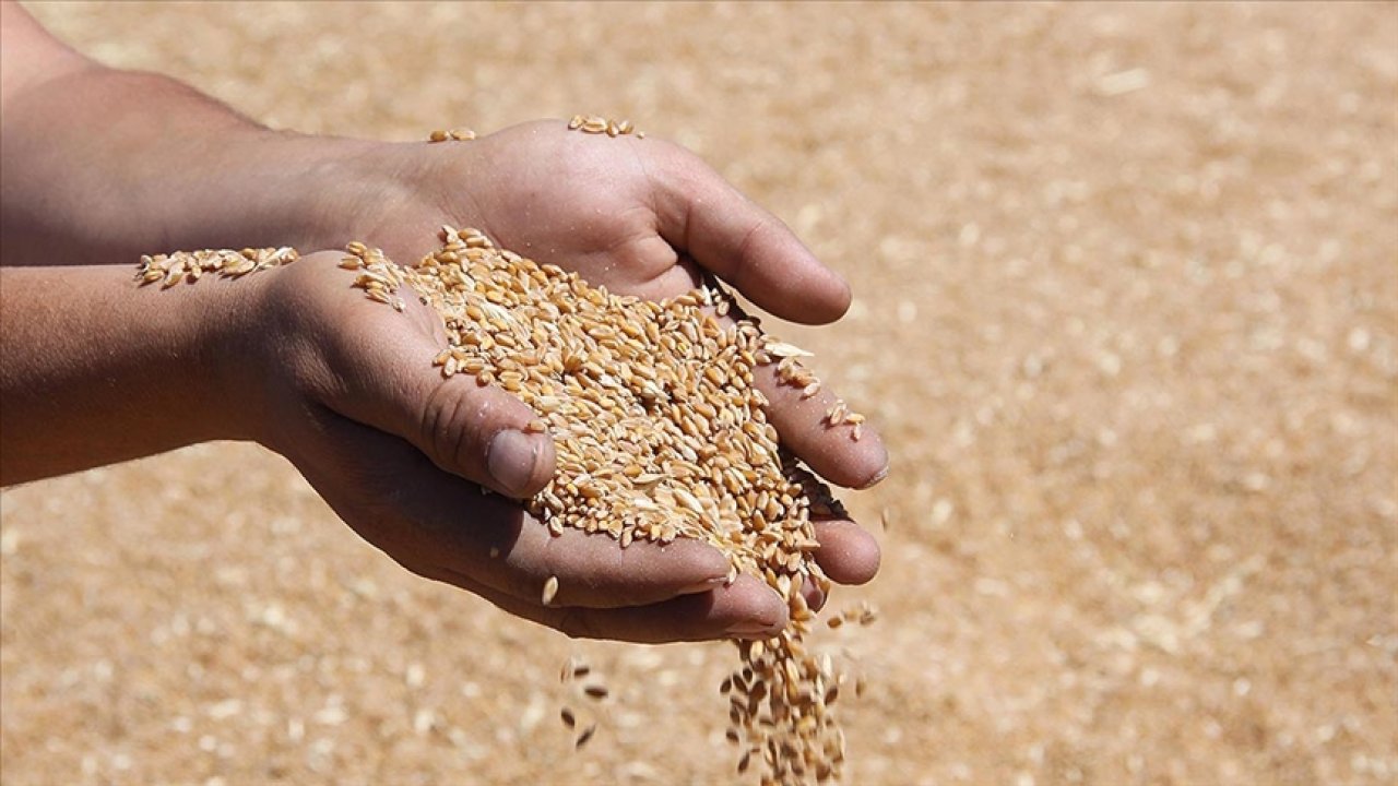 TMO hububat alım fiyatlarını açıkladı! 2025 buğday ve arpa fiyatları belli oldu