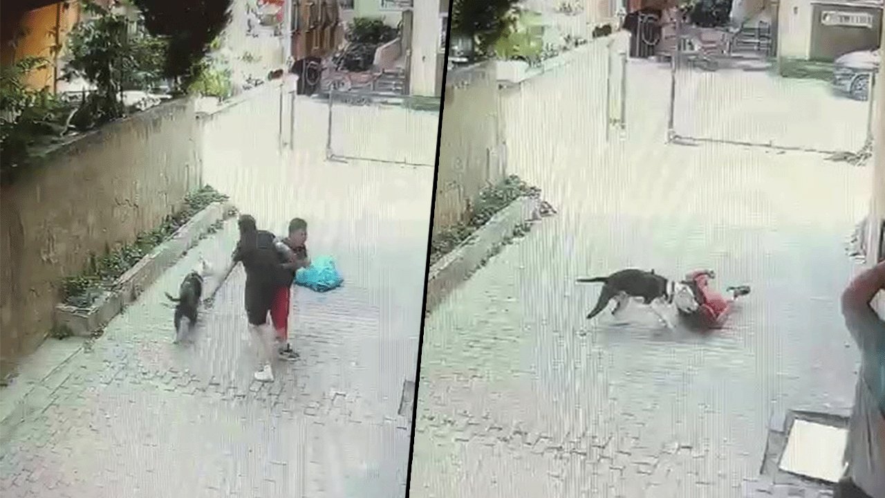 İstanbul'da 7 yaşındaki çocuğa pitbull saldırısı