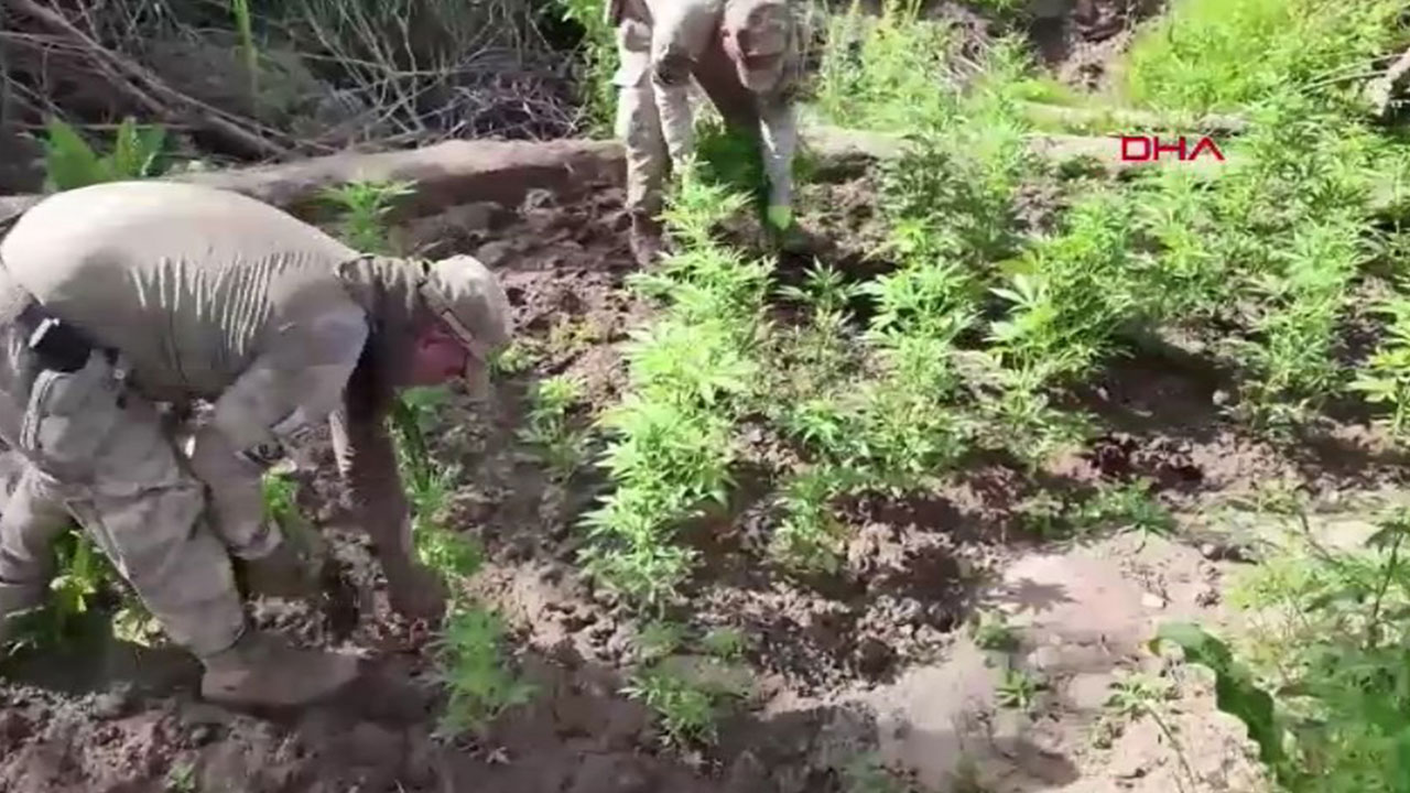 Diyarbakır'da zehir tacirlerine darbe: 12 milyon kök kenevir ele geçirildi