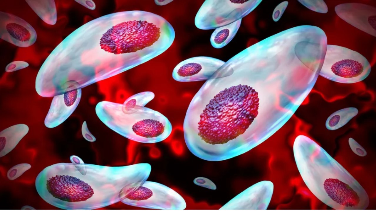 Sperm hücrelerini öldüren parazit: Çiğ etten bulaşıyor, kısırlıkta çarpıcı şüpheli!