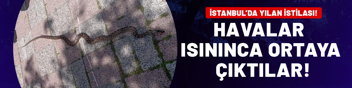 İstanbul'da yılan istilası! Havalar ısınınca ortaya çıktılar...
