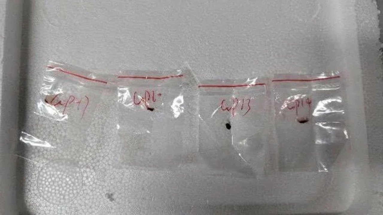 3 Çinli hastalık taşıyan mantar sokmaya çalıştı: Pişince bile zehri ölmüyor!