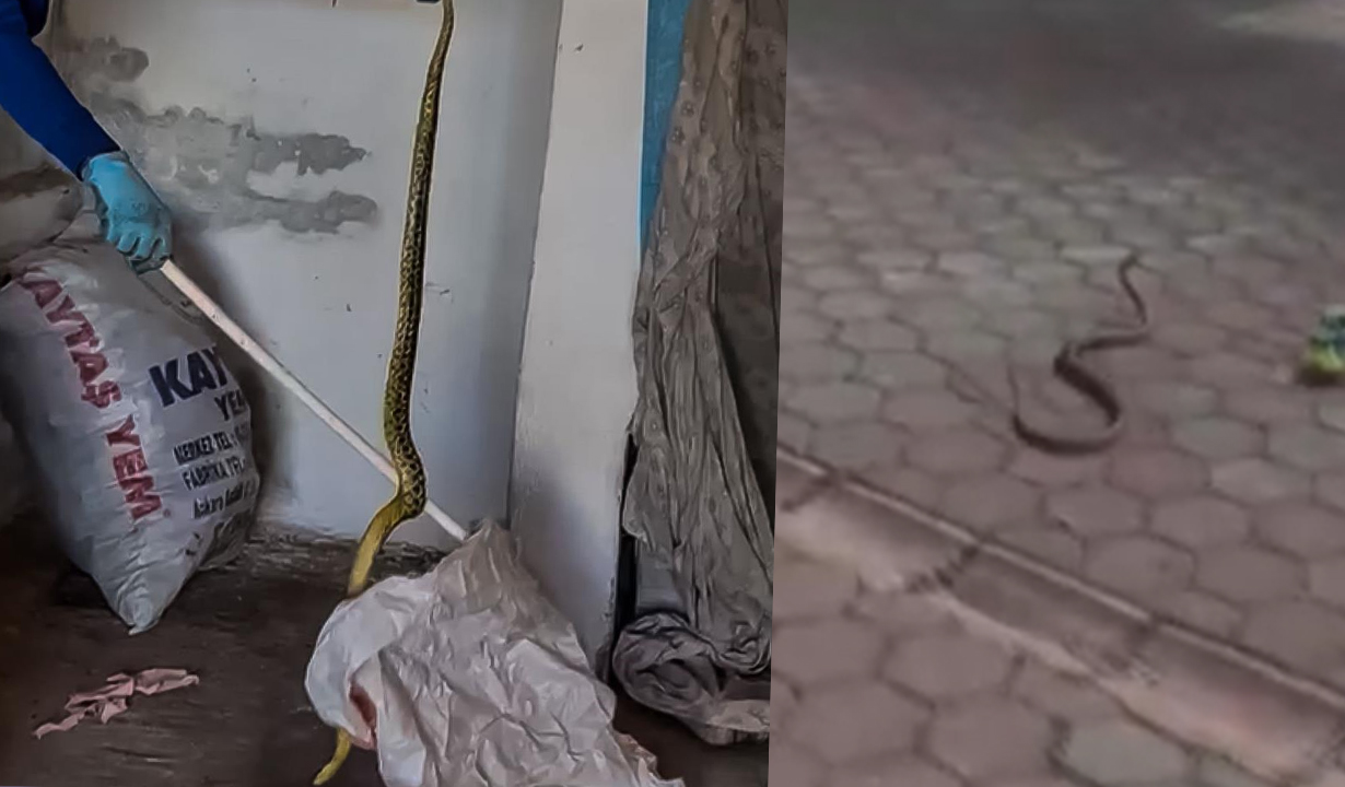 2 metrelik dev yılan panik yarattı!