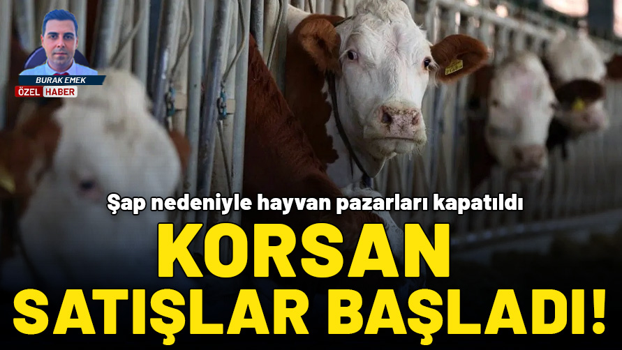 Şap nedeniyle hayvan pazarları kapatıldı, korsan satışlar başladı
