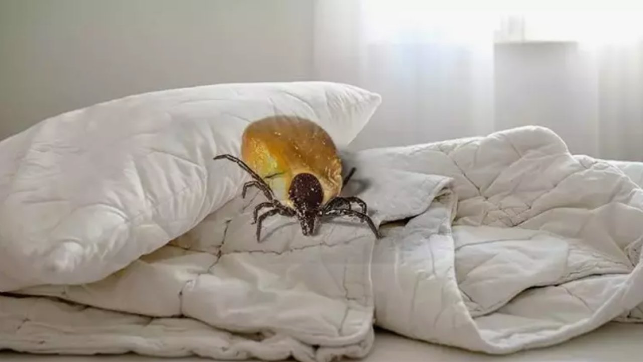 Her gece yattığınız yatak sandığınızdan daha kirli olabilir! Bunu öğrendikten sonra çarşaflarınızı hemen yıkamak isteyeceksiniz