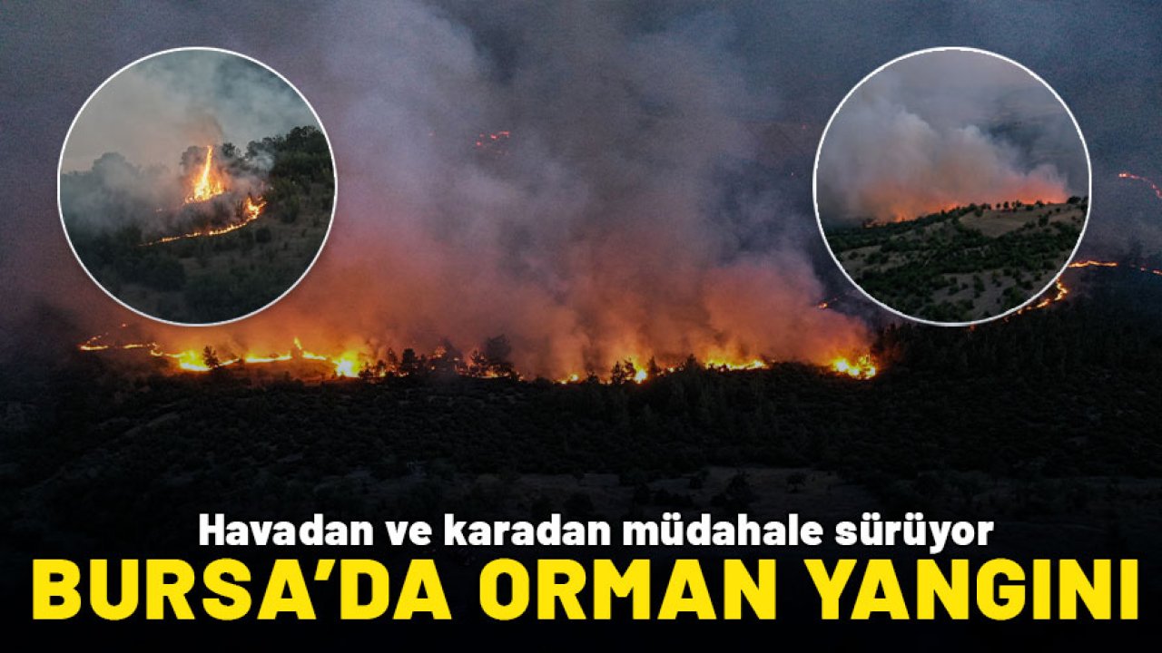 Bursa'da orman yangını! Havadan ve karadan müdahale sürüyor