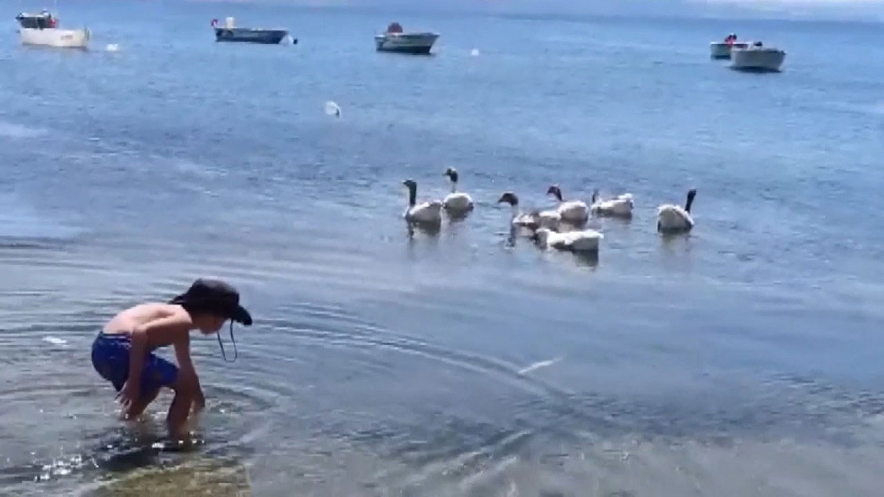 Kazlar denize girdi diye CİMER'e şikayet ettiler: Kümese kapatılan kazlardan 8 tanesi öldü!