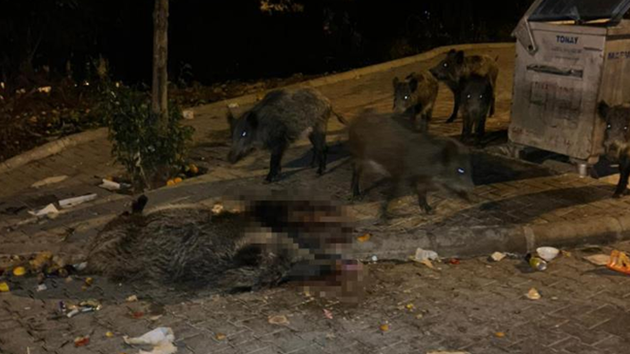 Marmaris'i domuz sürüsü istila etti!