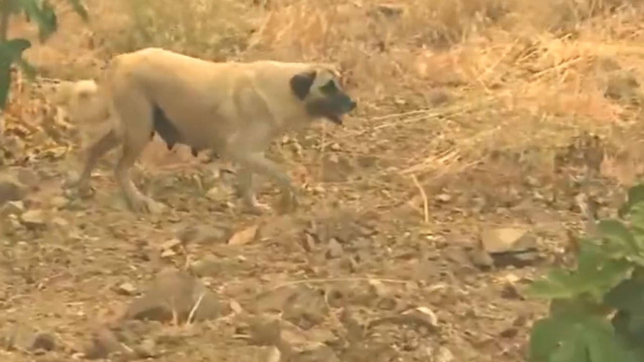 Orman yangınında yürek sızlatan olay! Yavru köpekler alevlerin içinde can verdi