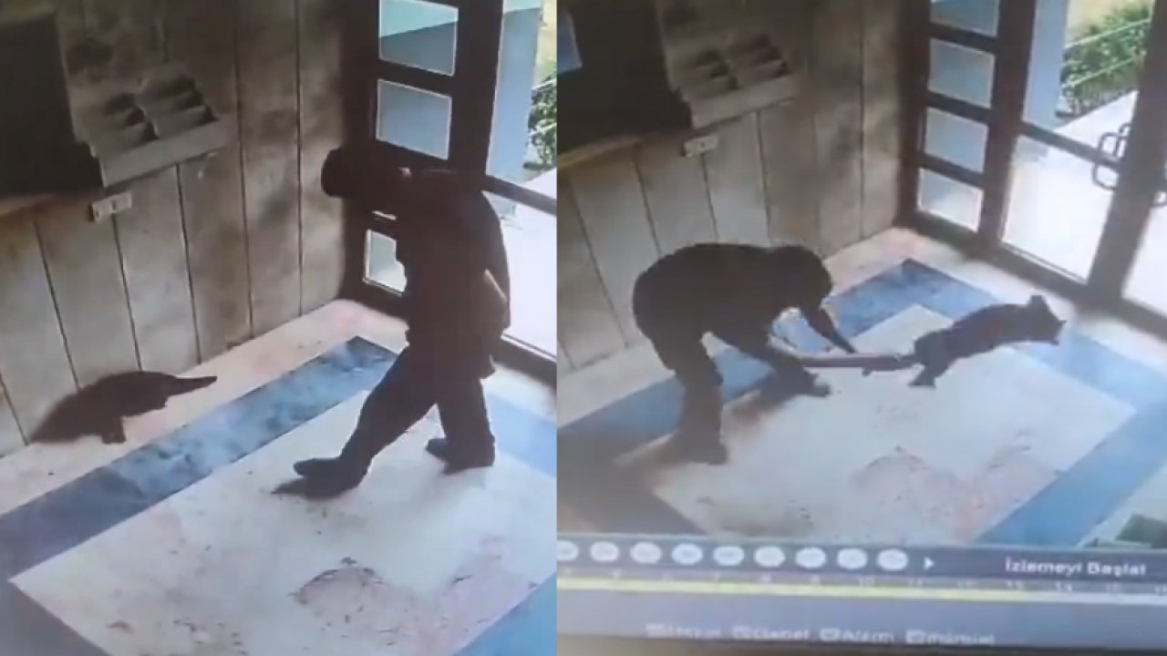 Kediyi vahşice öldürmüştü: Şüpheli gözaltına alındı!