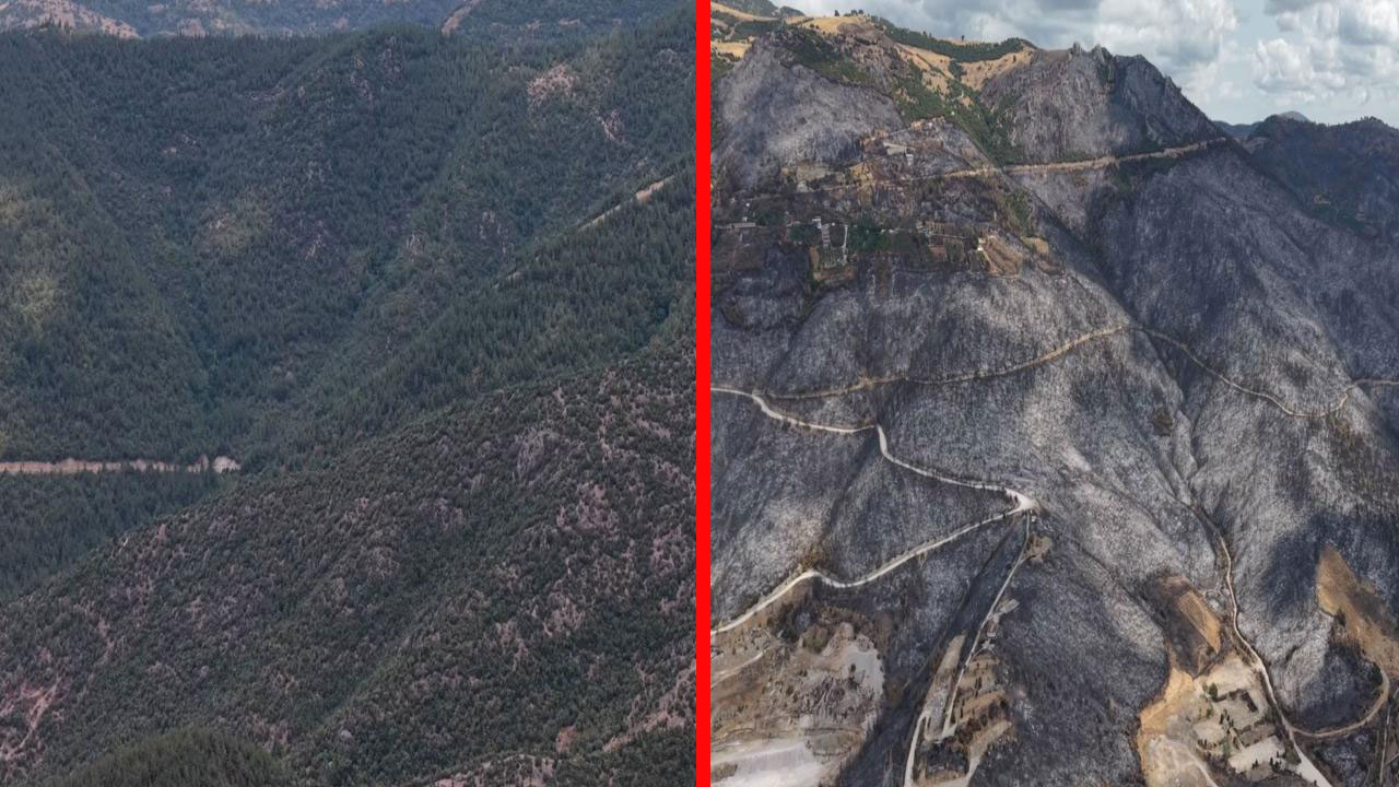 Orman yangınları yüzlerce hektarı kül etti! Büyük şirketler 1.4 milyon fidanla harekete geçti: Her araca 10 fidan
