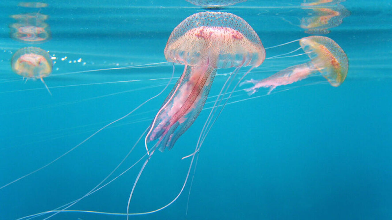 Nükleer santralde üretim durduruldu: Denizanası sürüsü soğutma sistemini tıkadı