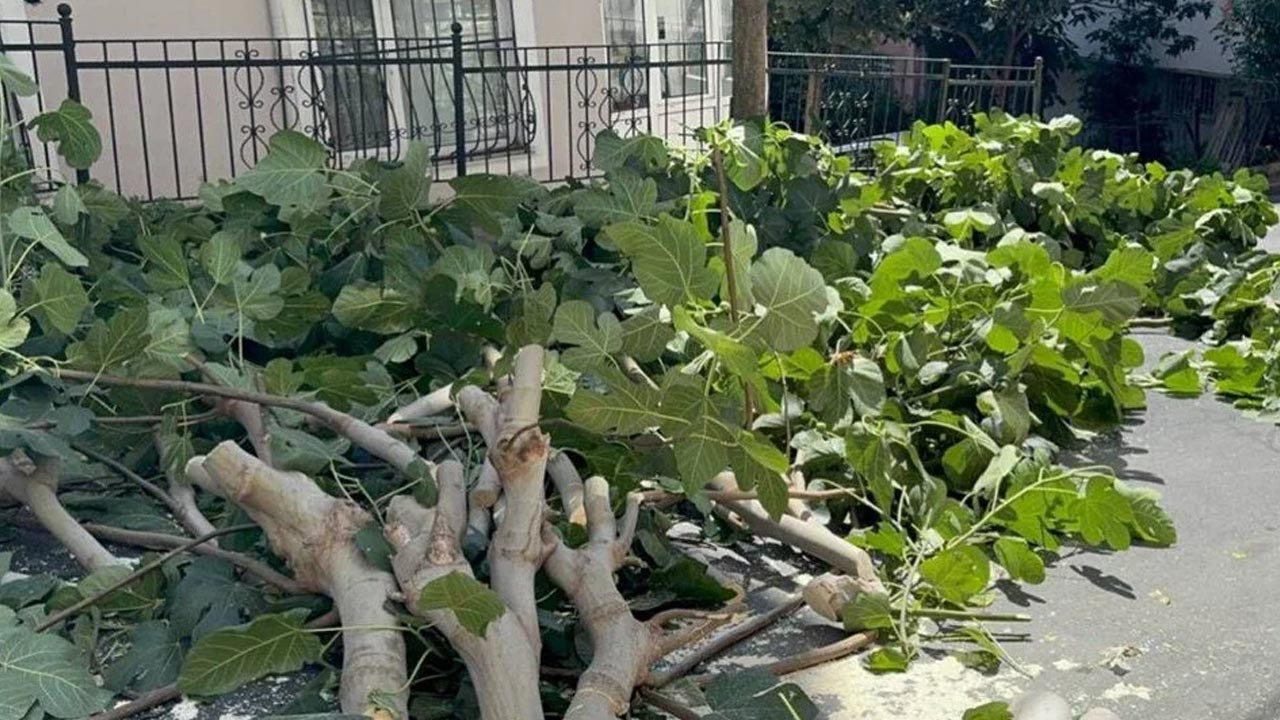 İstanbul'dan poyraz geçti: Ağaçlar devrildi, iki kişi yaralandı