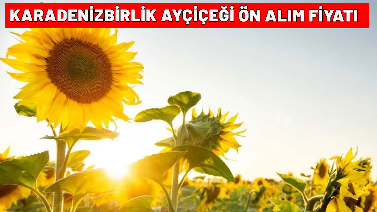 KARADENİZBİRLİK AYÇİÇEĞİ ÖN ALIM FİYATI| Karadenizbirlik ayçiçeği ön alım fiyatı ne kadar?