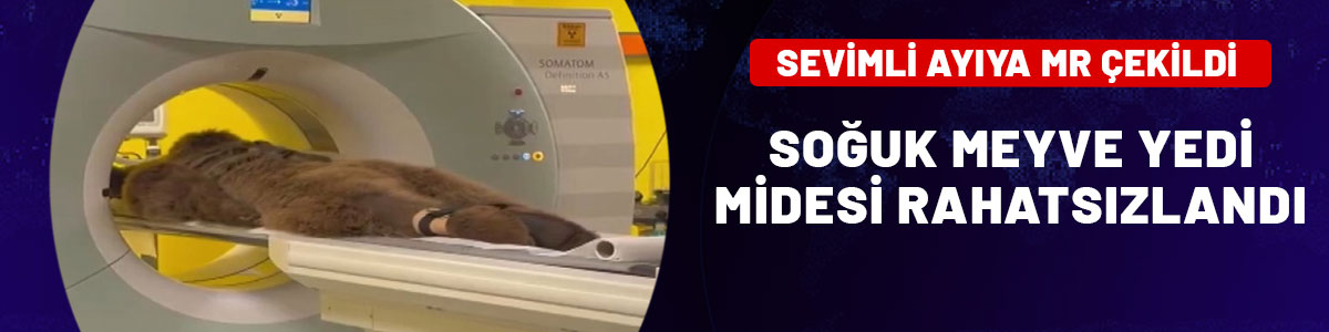Sevimli ayı yediği soğuk meyveler nedeniyle rahatsızlandı: MR çekildi!