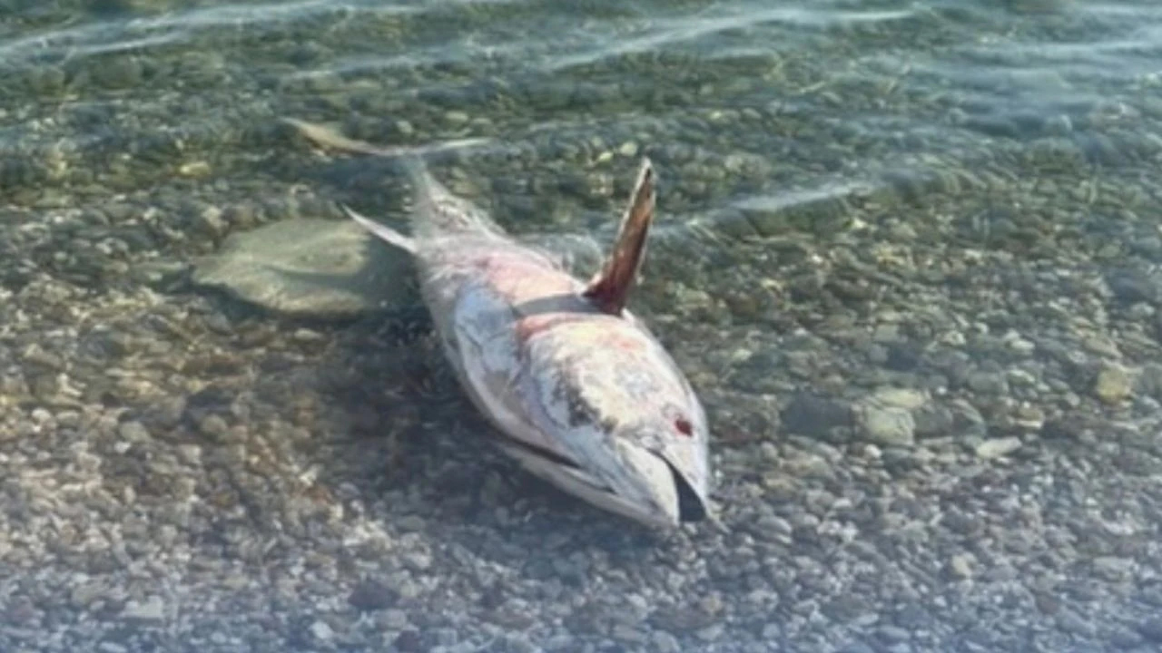 İzmir'de çevre felaketi: Binlerce orkinos kıyıya vurdu
