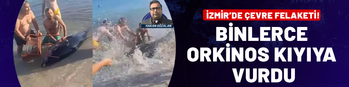 İzmir'de çevre felaketi: Binlerce orkinos kıyıya vurdu