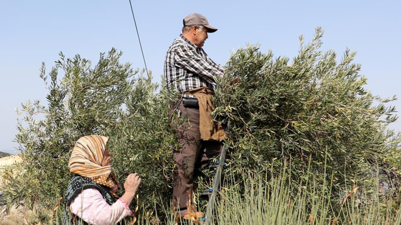 Zeytin hasadı buruk başladı: Üretici hayal kırıklığına uğradı!