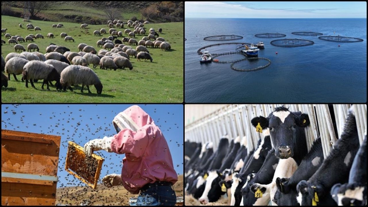 2025’te hayvancılıkta yeni dönem başladı: Çoban desteği 81 bin TL’ye çıktı! İşte hayvancılık destekleme fiyatları