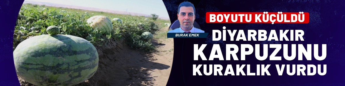Diyarbakır karpuzunu kuraklık vurdu: Ağırlığı düştü, yarışma şartı değişti