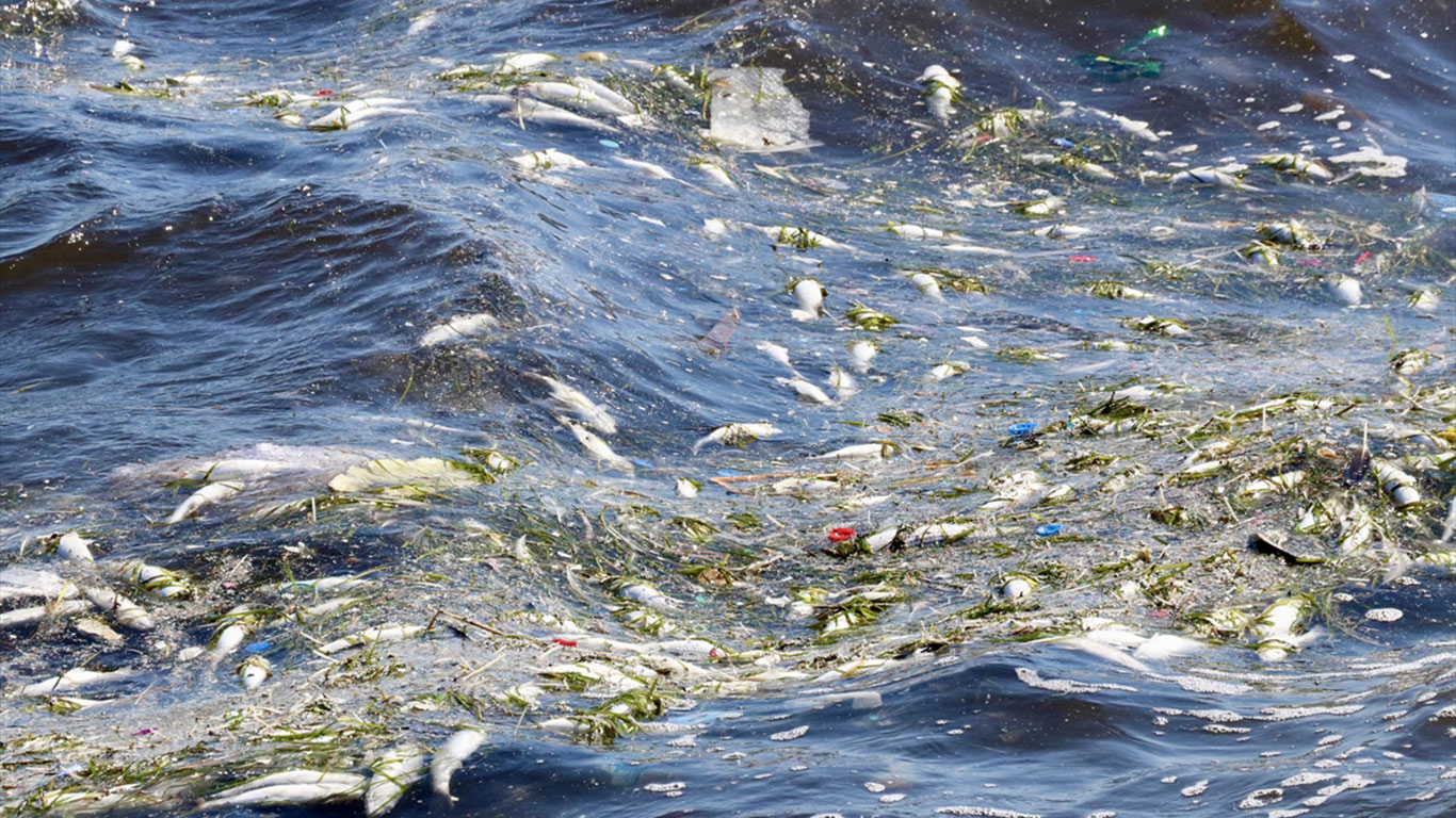 İzmir Körfezi Üçkuyular İskelesi'nin son hali: Ölü balıklar kıyıya vurdu