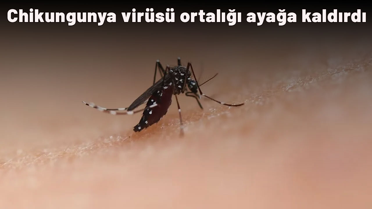 Chikungunya virüsü ortalığı ayağa kaldırdı: Yetkililer alarmda