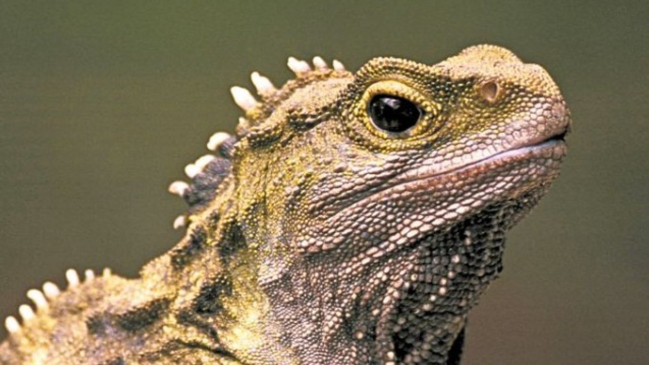 Yaşayan fosilin atası ortaya çıktı: Antik sürüngen bilim dünyasını salladı!