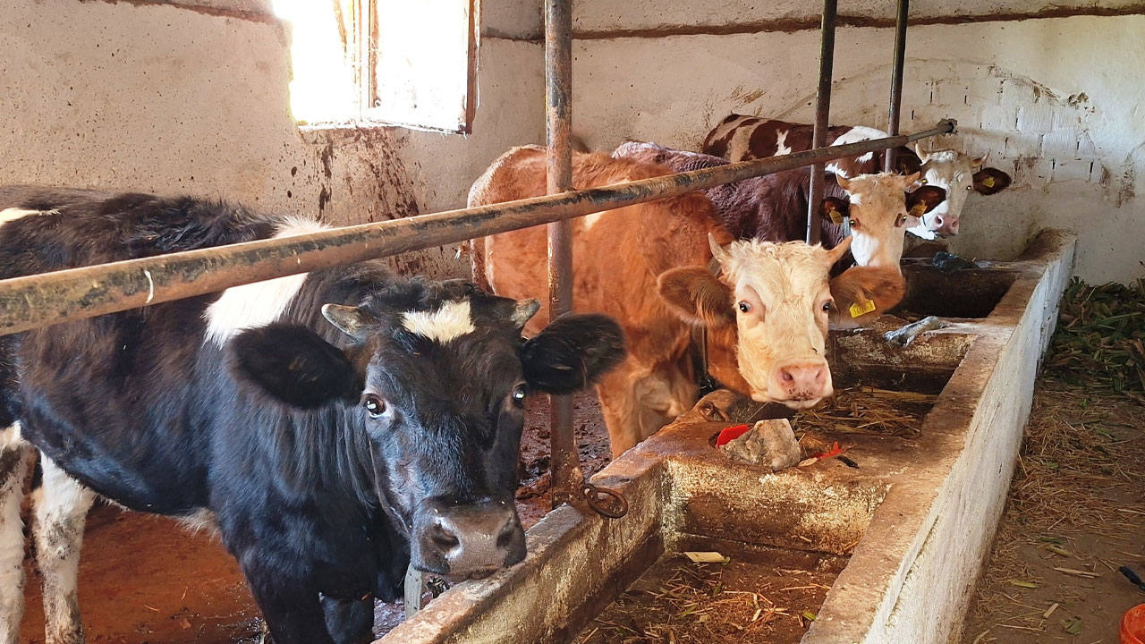 Şap hastalığı tespit edildi: İlçede karantina tedbirleri uygulanmaya başlandı